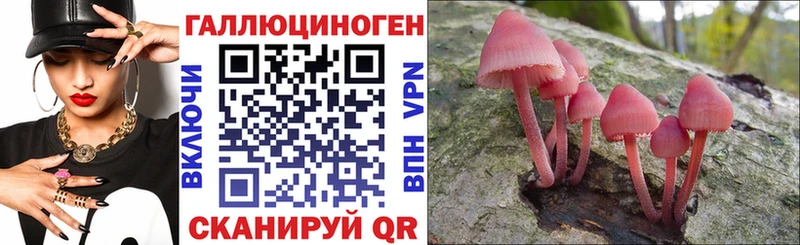 мега ссылки  Макаров  Псилоцибиновые грибы Psilocybine cubensis 